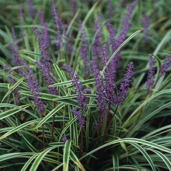 Liriope muscari 'Variegata'