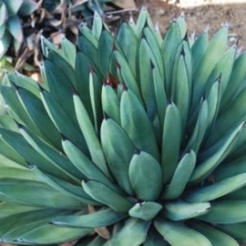 Agave 'Royal Spine (Little Shark)' 