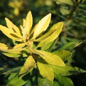 Myrica cerifera 'Soleil' PP18731