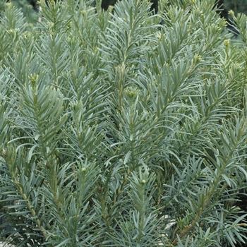 Cephalotaxus harringtonia 'Fastigiata' 