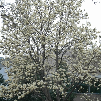 Magnolia 'Elizabeth' 