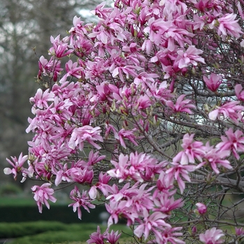 Magnolia 'Ricki' 