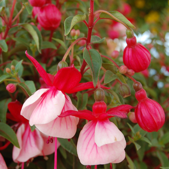 Fuchsia 'Alwin' 