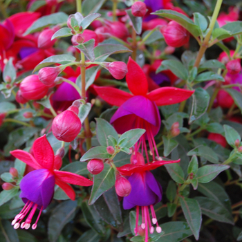 Fuchsia Aretes 'Upright Jollies Nantes'