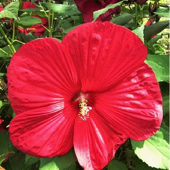 Hibiscus 'Cinnamon Grappa' 
