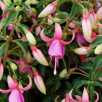 Fuchsia 'Upright Maria Landy' 