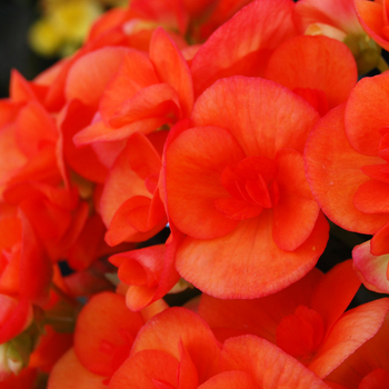 Begonia x hiemalis 'Brigitte' 