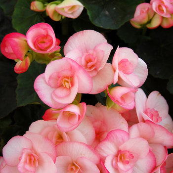 Begonia x hiemalis 'Camilla' 