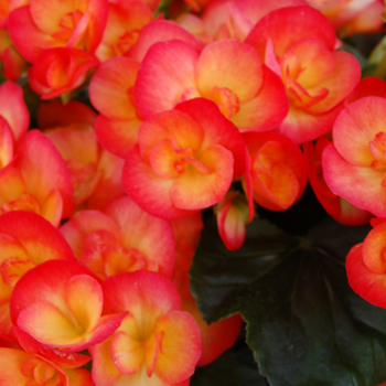 Begonia x hiemalis 'Reina XL' 