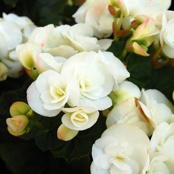 Begonia x hiemalis 'Clara' 