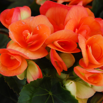 Begonia x hiemalis 'Amstel Dark Britt' 