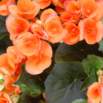 Begonia x hiemalis 'Amstel Dark Britt'