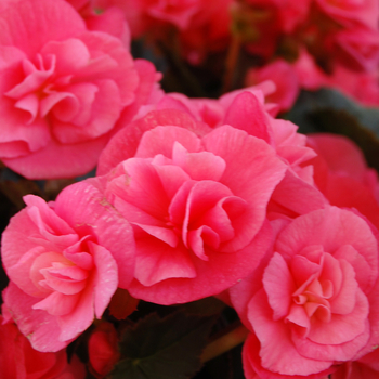 Begonia x hiemalis 'Pink Hope' 