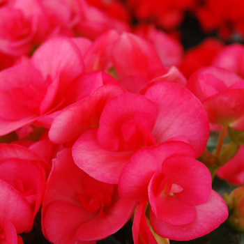 Begonia x hiemalis 'Netja Dark' 