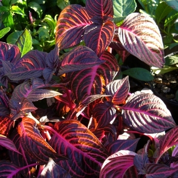 Iresine herbstii 'Brilliantissima' 