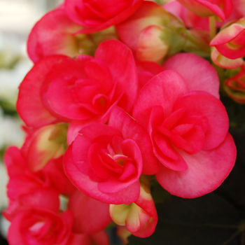 Begonia x hiemalis 'Netja Dark'