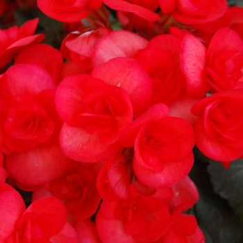 Begonia x hiemalis 'Veronica'