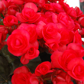 Begonia x hiemalis 'Veronica' 