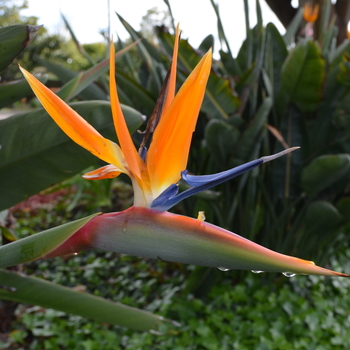 Strelitzia reginae