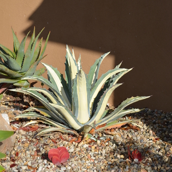 Agave americana var. medio-picta 'Alba'