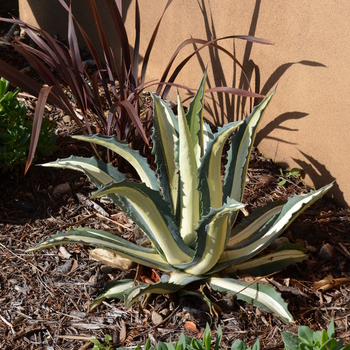 Agave americana var. medio-picta 'Alba' 