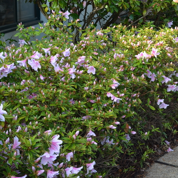 Rhododendron Southern Indica hybrid 'George Taber'