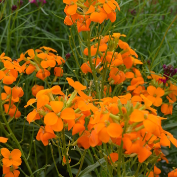 Erysimum 'Citrona™ Orange' 