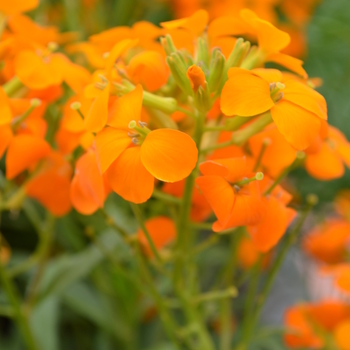 Erysimum 'Citrona™ Orange'