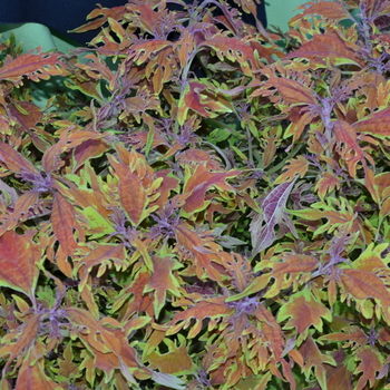 Coleus 'Langostino' 