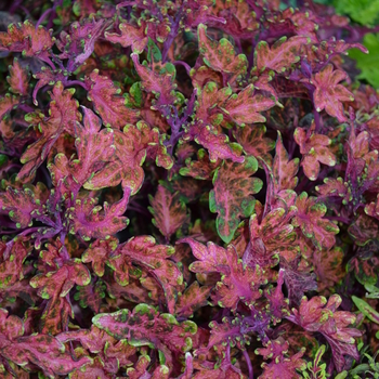 Coleus 'Molten Coral' 