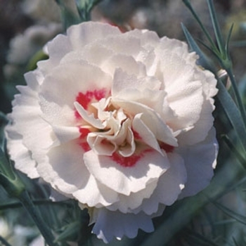 Dianthus allwoodii 'Valda Isolde' PP13915