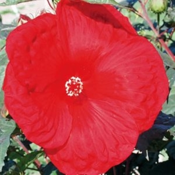 Hibiscus 'Cherry Brandy' 