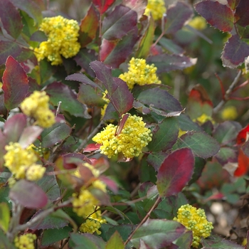 Mahonia repens '' (050395)