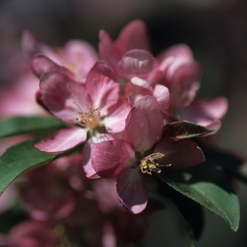 Malus 'Centzan' 