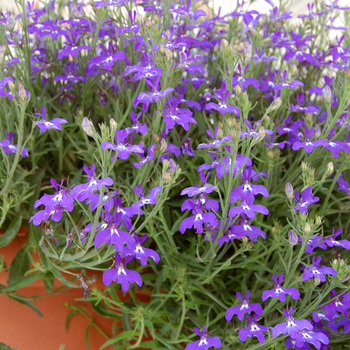 Lobelia erinus 'Blue w/Eye' 