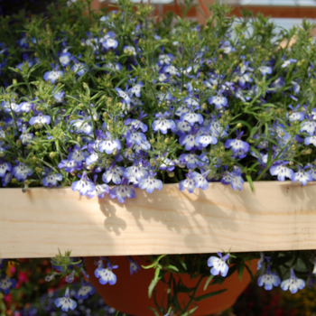 Lobelia erinus 'Tiger Eyes' 