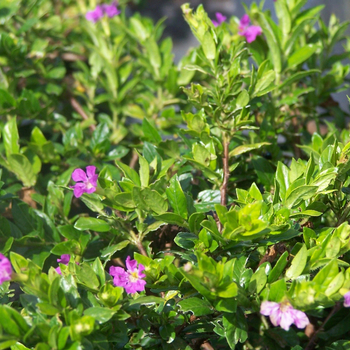 Cuphea hyssopifolia