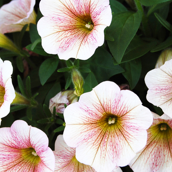 Petunia 'Caramello' PPAF