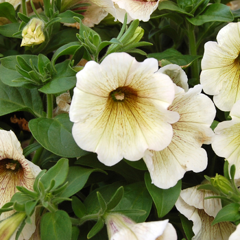 Petunia 'Royal Creme' PPAF