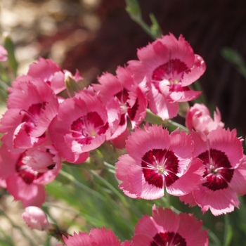 Dianthus caryophyllus 'Vienna Mischung' 