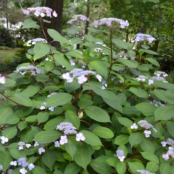 Hydrangea macrophylla 'Lady in Red' PP15175