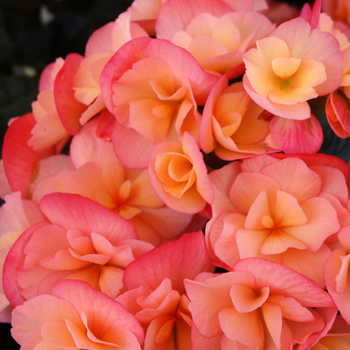 Begonia x hiemalis 'Sunset' 