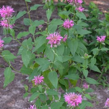 Monarda didyma 'Grand Marshall™' 19,582