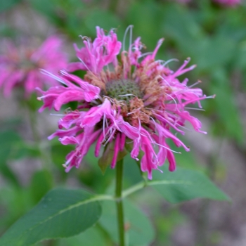 Monarda didyma 'Grand Marshall™'