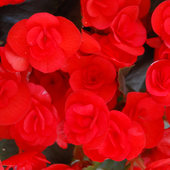 Begonia x hiemalis Dragone 'Carmine'