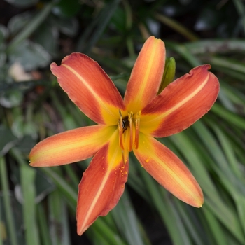 Hemerocallis 'Autumn Red'