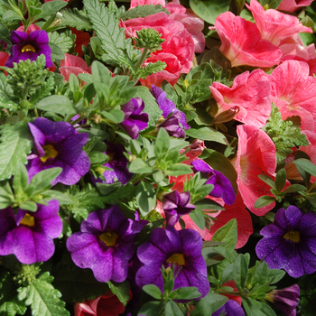 Petunia 'Atlantic Catch'