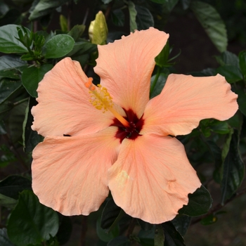 Hibiscus rosa-sinensis 