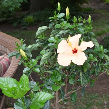 Hibiscus rosa-sinensis