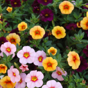 Calibrachoa Confetti 'Hawaiian Kiss'